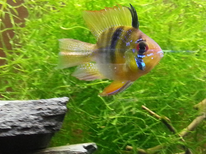 Excited new hobbyist and forum member here! Obligatory fish pics inside. 20130910