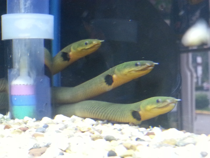 Excited new hobbyist and forum member here! Obligatory fish pics inside. 20131111