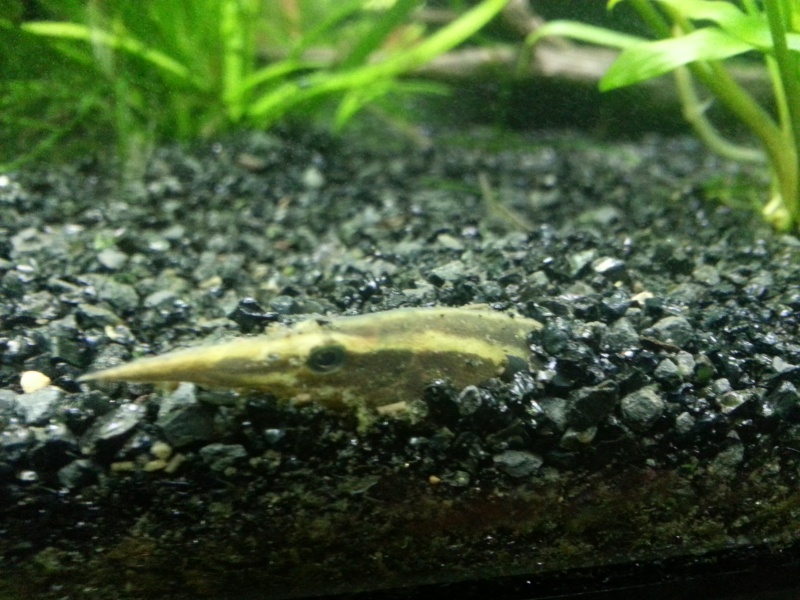 Excited new hobbyist and forum member here! Obligatory fish pics inside. 20140111