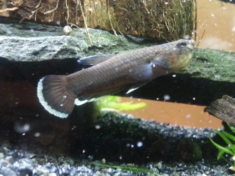Excited new hobbyist and forum member here! Obligatory fish pics inside. 20140112