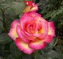 Aidez Ashoka a aggrémenter son jardin !!! Rosa-r11
