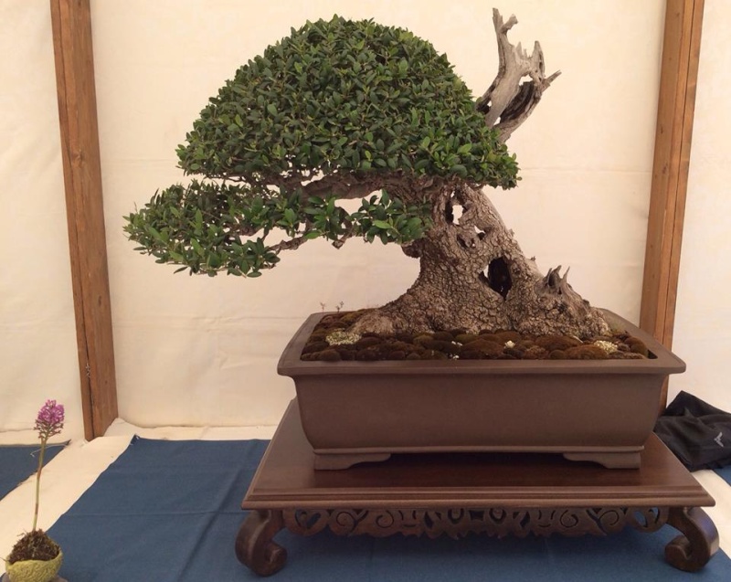 Mostra bonsai a Ragusa 10176210