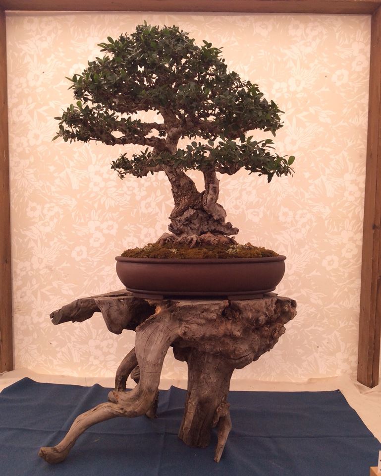 Mostra bonsai a Ragusa 10258710