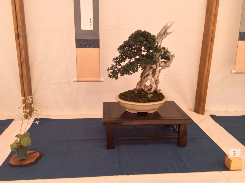 Mostra bonsai a Ragusa 10372310