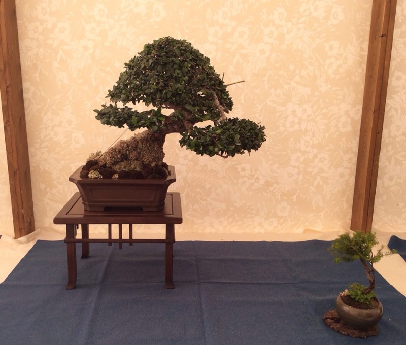 Mostra bonsai a Ragusa 10373610
