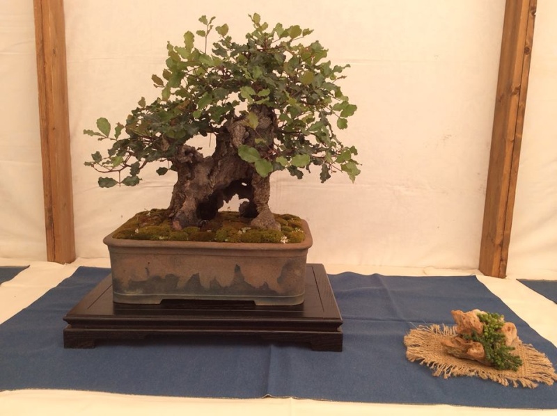 Mostra bonsai a Ragusa 10390510