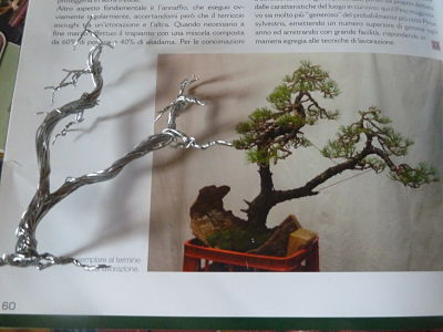 bonsai diversi... P1130917