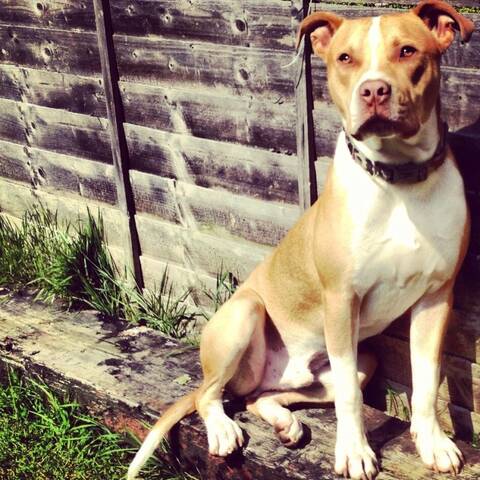 Amstaff mix pitbull 2025