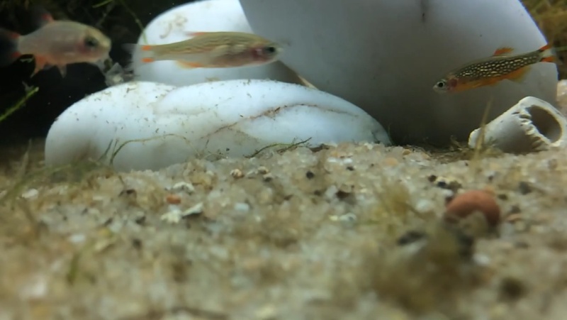 Repro rasbora galaxy - danio margaritatus Image21