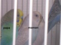 Quelle Mutation sont ils ? Papa_m12