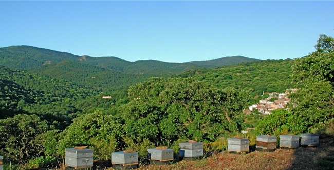 apiculteur Dscn1010