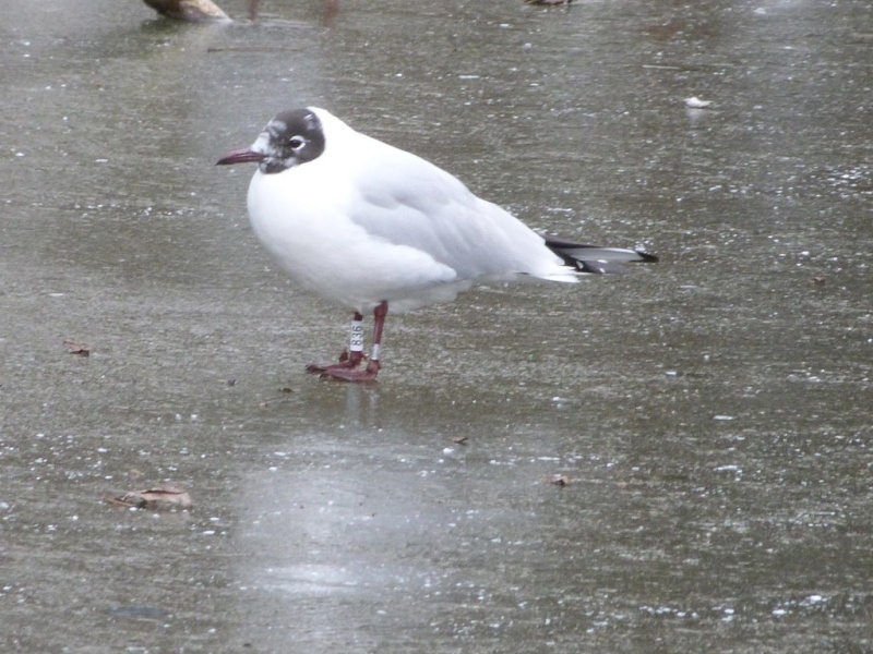 Mouette suédoise Chroic11