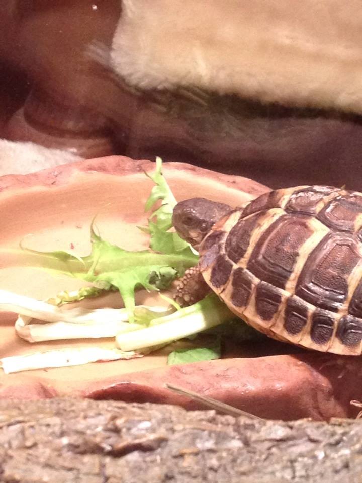 ma tortue hermann ne manger plus  16226312