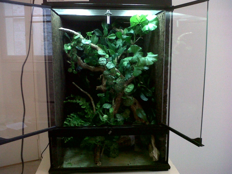 Terrarium arboricole 45x45x60 pour petit colubridé Img00219