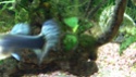 mon premier aquarium 54L Dsc_0615