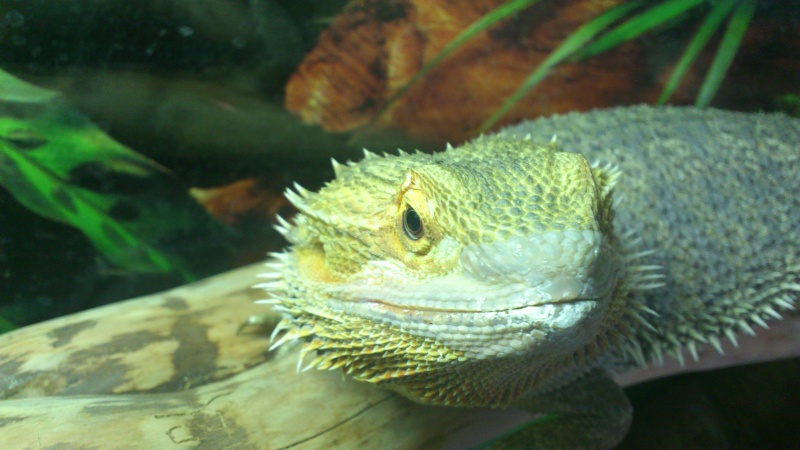 Pogona malade ? Dsc_1211