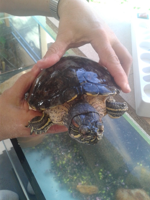 Besoins d aide pour identifier mes 2 Tortues 2014-011