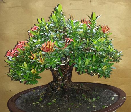 Dwarf Santan (ixora) 18002510