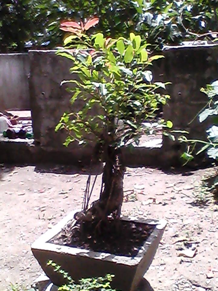 practicing bonsai making with these trees 14602810