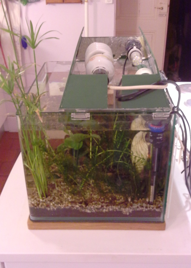 Mon Scaper's Tank 50L non-Aquascaping  :)) 2014-017