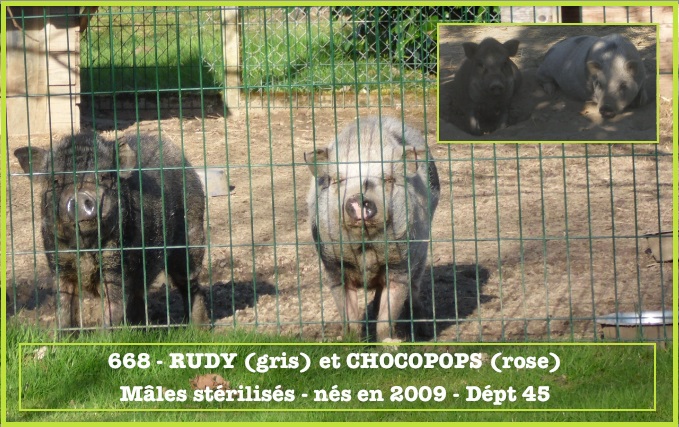 Chocopops et Ruddy à l'adoption (45). Cochon10