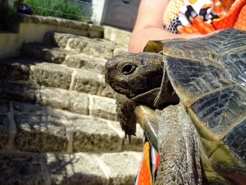 WOUF les deux suivantes Tortue22