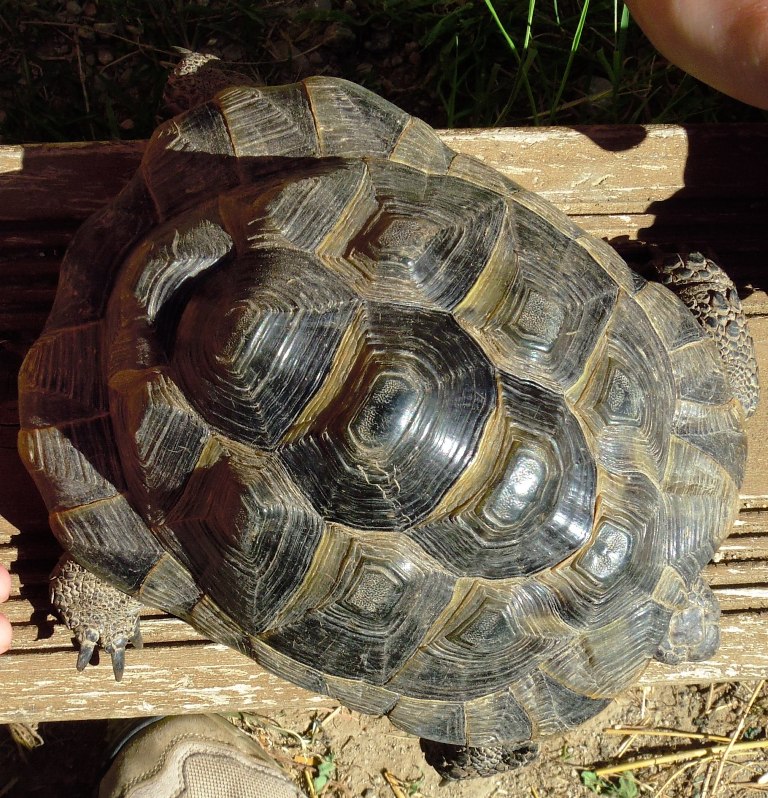 WOUF! troisième vague Tortue35