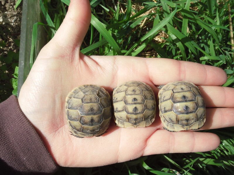 WOUF! troisième vague Tortue41