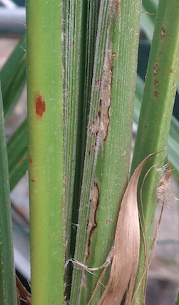 Trachycarpus fortunei   et   Phoenix roebelenii Captur16