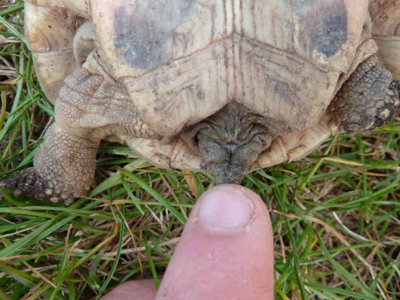 Identification de mes tortues - Page 2 P1050221