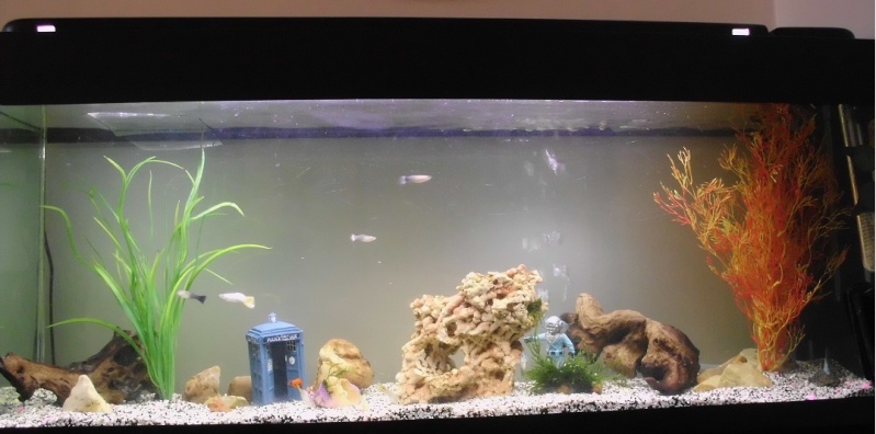 Mon petit aquarium de 120L :) Img_0112