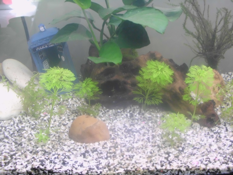 Mon petit aquarium de 120L :) Img_0311