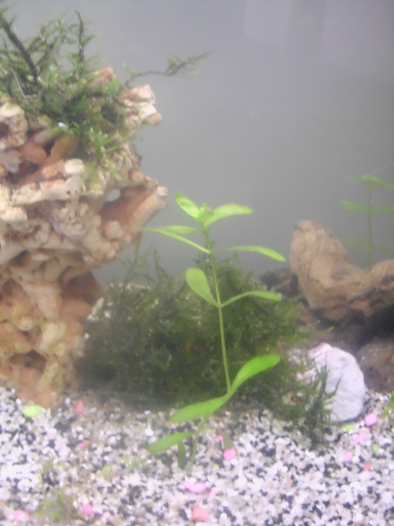 Mon petit aquarium de 120L :) Img_0312