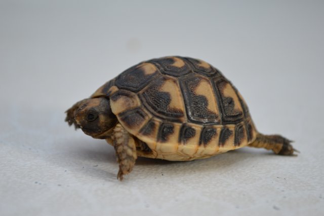 Identification d'une tortue  New_ds10