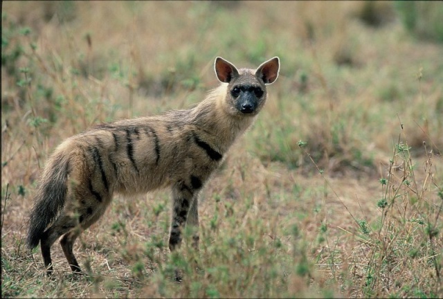 Analyse : La hyène rayée Ex-hye10