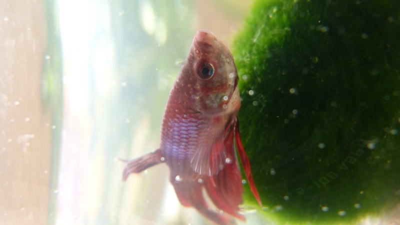 Nouveau betta a la maison P1050111