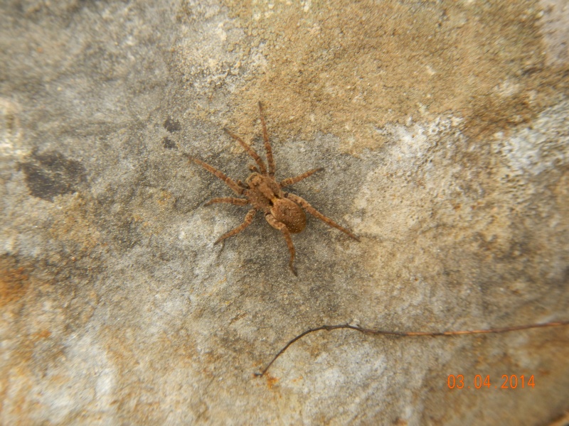 araignée 29 Dscn4311