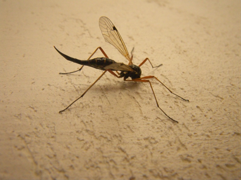 Idenfication d'un étrange insecte volant Rimg0110
