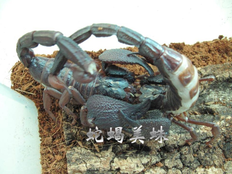 Body huge scorpion Hetero11