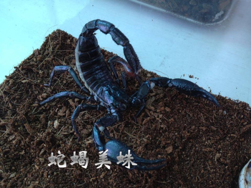 Body huge scorpion Hetero12