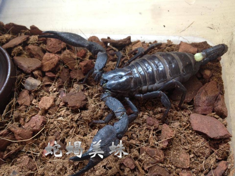 Body huge scorpion Hetero13
