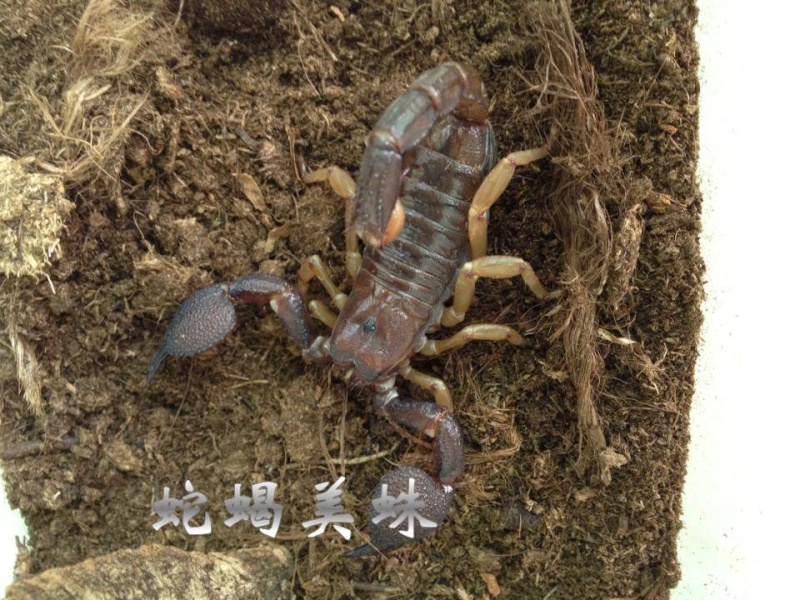 Body huge scorpion Hetero14