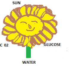 The Human Body: How It Functions Sunflo10