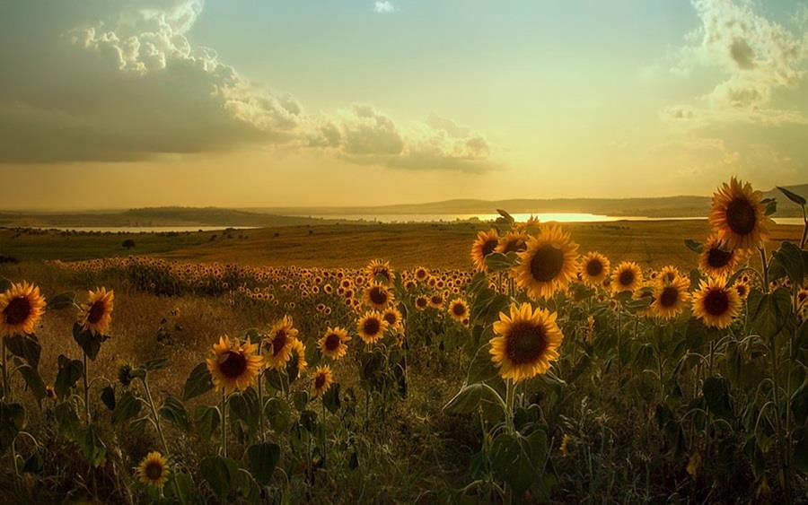 Suncokreti-sunflowers - Page 16 13932712