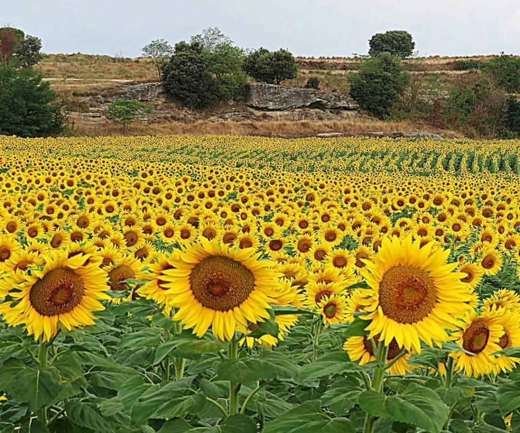 Suncokreti-sunflowers - Page 6 24040210