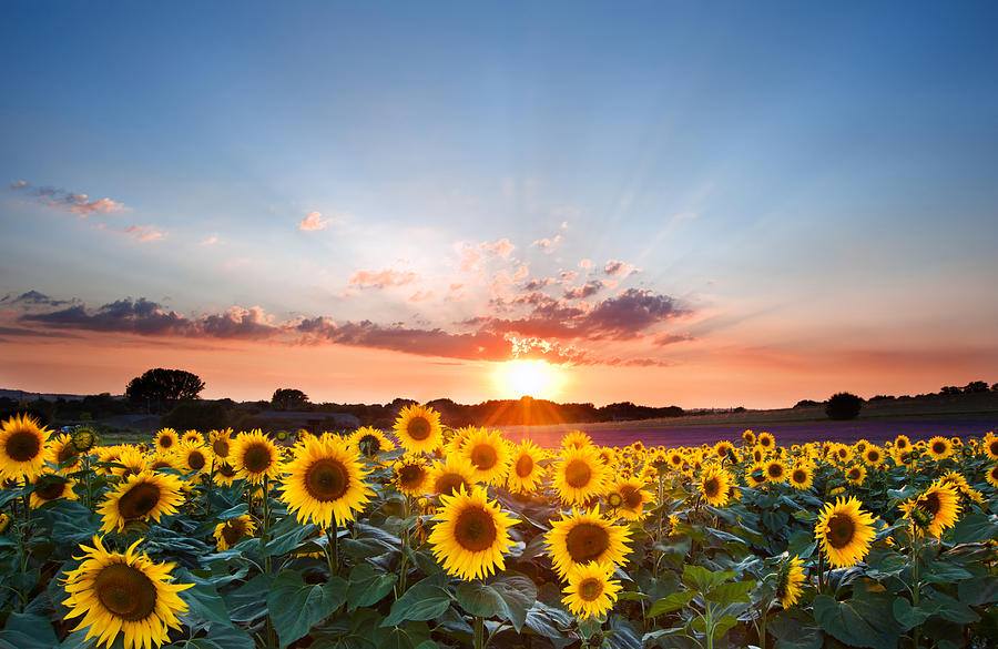 Suncokreti-sunflowers 35864510