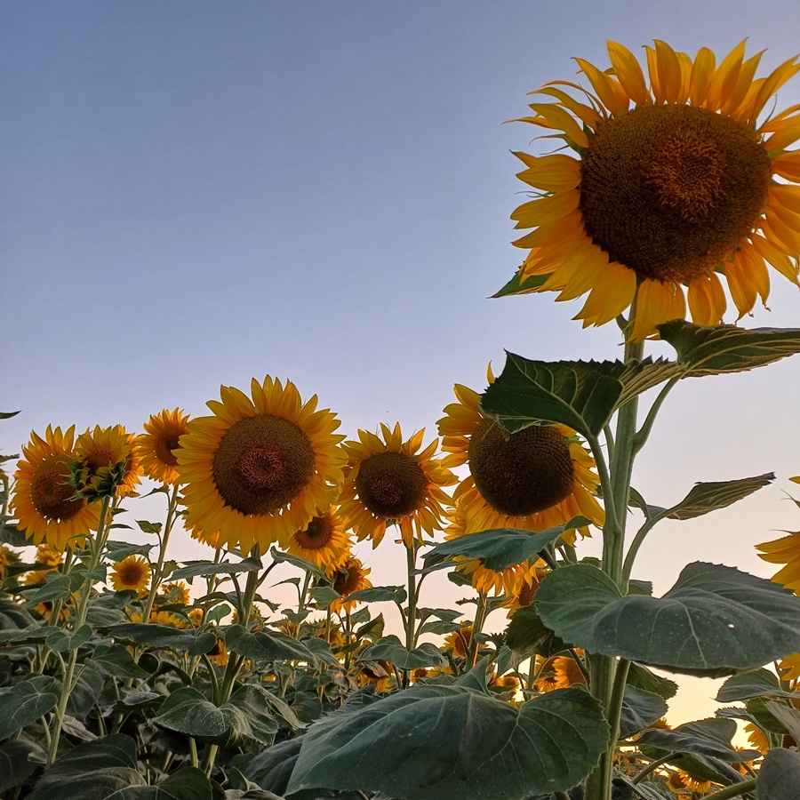 Suncokreti-sunflowers - Page 20 45348110