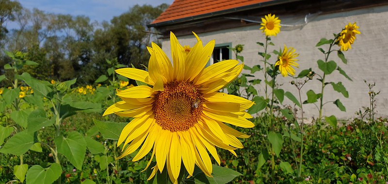 Suncokreti-sunflowers - Page 16 48682510