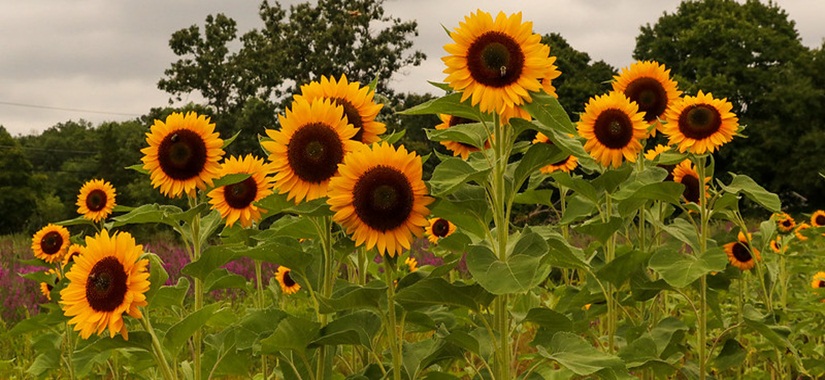 Suncokreti-sunflowers 50245611