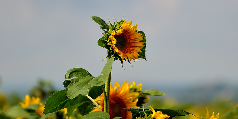 Suncokreti-sunflowers - Page 14 51331111